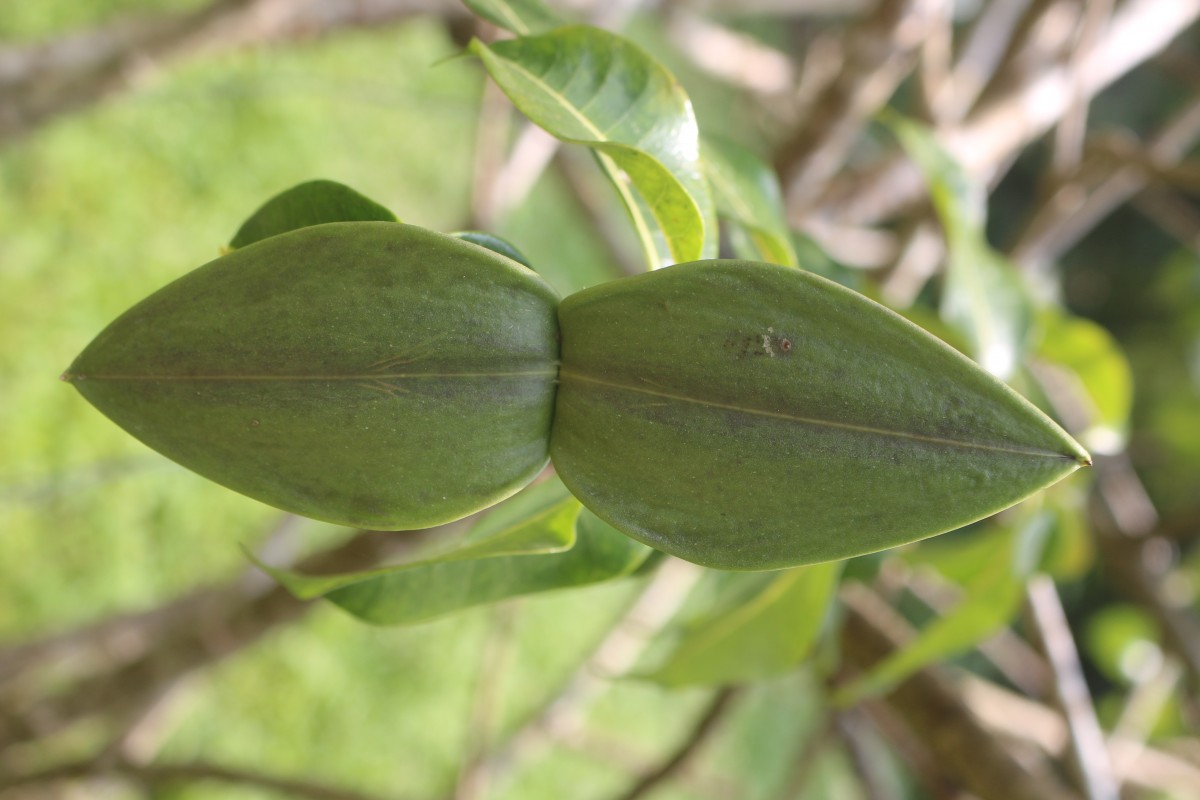 Cryptostegia madagascariensis Bojer ex Decne.